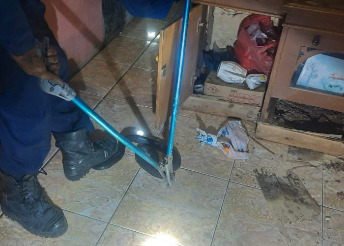 Pemilk Rumah di Kabupaten Bekasi Diganggu Belasan Ular Kobra Hingga Mengungsi