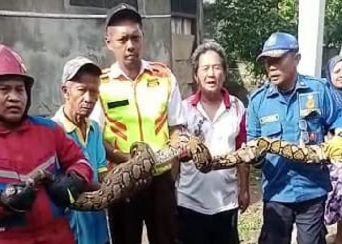 Ular Sanca Batik Panjang 3,5 Meter Masuk Pemukiman Warga di Kota Bekasi, Petugas Damkar Turun Tangan Evakuasi