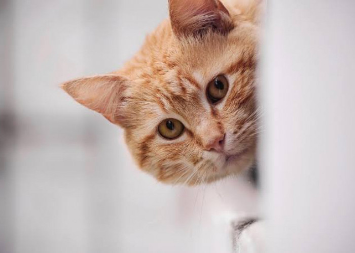 Catlovers Wajib Tahu! 6 Cara Memandikan Kucing yang Benar, Dijamin Tidak Mereog