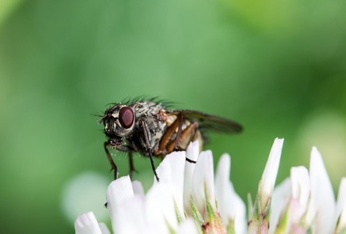 Bahaya Makan Makanan yang Sudah Dihinggapi Lalat, dari yang Ringan hingga Mengancam Nyawa