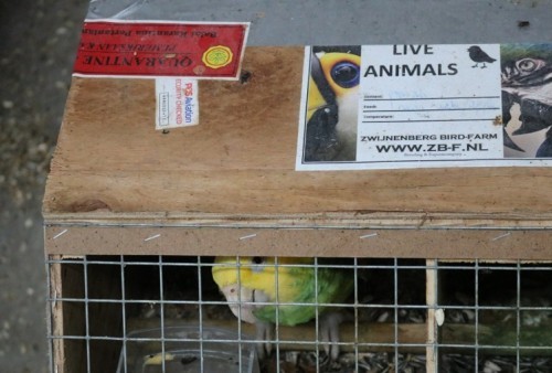 Bea Cukai Kualanamu Awasi Reekspor atas Importasi Satwa Burung dari Afrika Selatan dan Malaysia