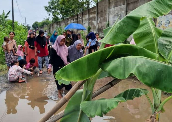 Protes Jalan Rusak, Warga Sindang Jaya Tangerang Tanam Pohon Pisang di Tengah Jalan