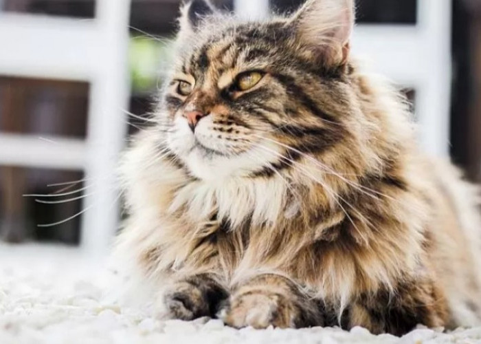 6 Tips Merawat Kucing Persia Agar Tetap Sehat, Nomor 5 Tak Banyak Yang Tahu!