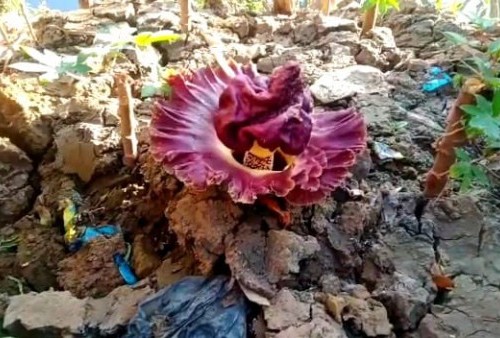 Bikin Geger, Bunga Bangkai Tumbuh di Kebun Singkong Milik Warga di Kabupaten Bekasi