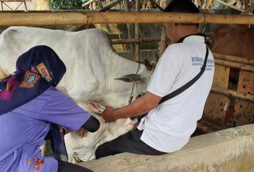 Pemkab Tangerang Lakukan Vaksinasi PMK Dosis Kedua