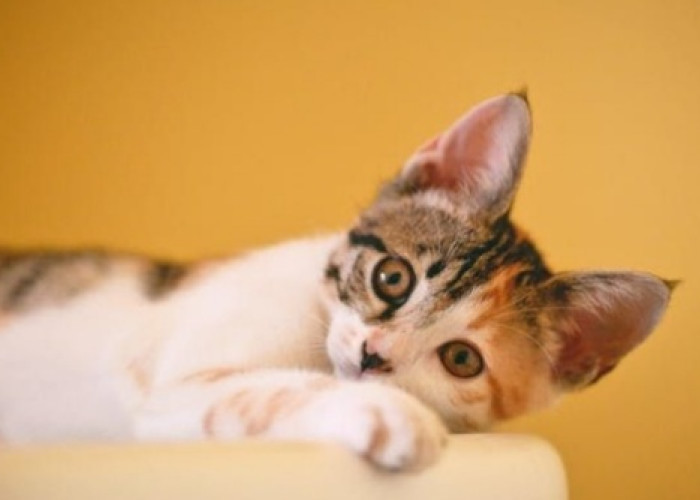 Cara Ampuh Atasi Kucing Dehidrasi: Langkah Penting untuk Kesehatan Kucing Kesayangan Anda
