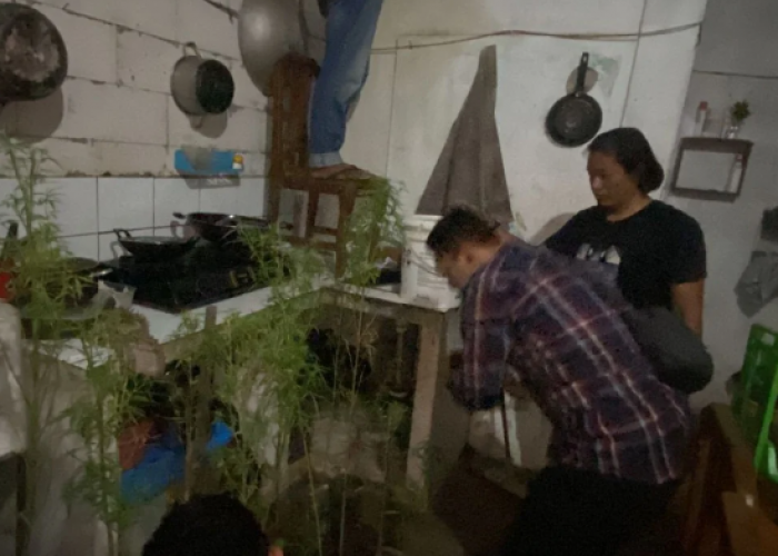 Tanam Pohon Ganja Dalam Rumah, Seorang Pria di Bekasi Ditangkap BNN Jawa Barat