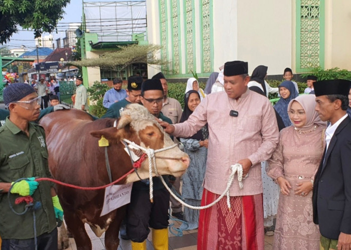 Plt Walikota Bekasi Tri Adhianto Kurban Sapi Limousin di Masjid Agung Al-Barkah