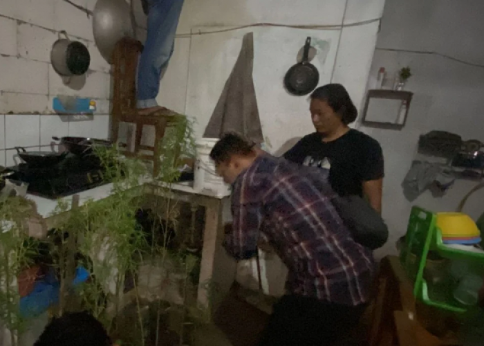 Ketua RT di Bekasi Ungkap, Pria yang Tanam Pohon Ganja Dalam Rumah Dikenal Baik dan Aktif Bekerja