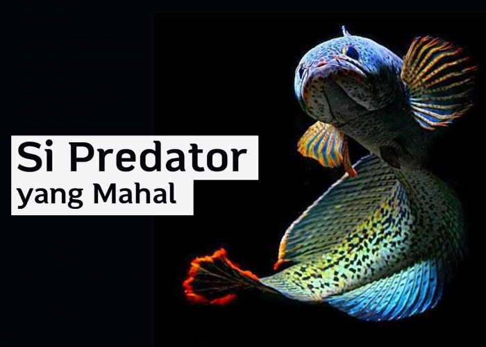 Si Predator yang Mahal, Berikut Jenis Ikan Channa dengan Motif Paling Indah dan Menawan
