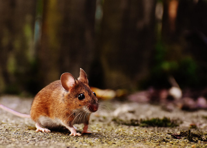 5 Cara Mengusir Tikus yang Ampuh: Salah Satunya Menggunakan Bahan Alami