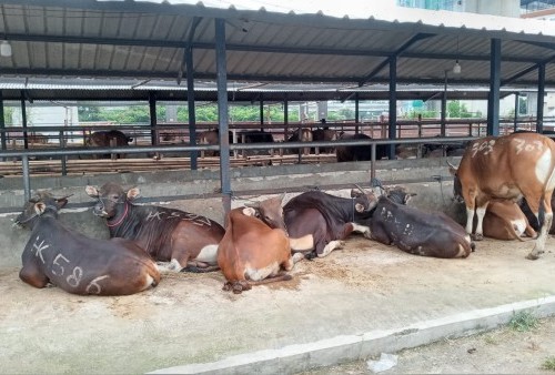 YLKI Duga Wabah PMK Merebak Orientasi Impor Daging Berubah 