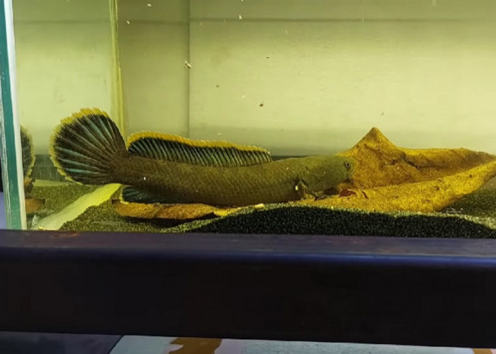 Asal-usul Ikan Channa Limbata dan Cara Memeliharanya