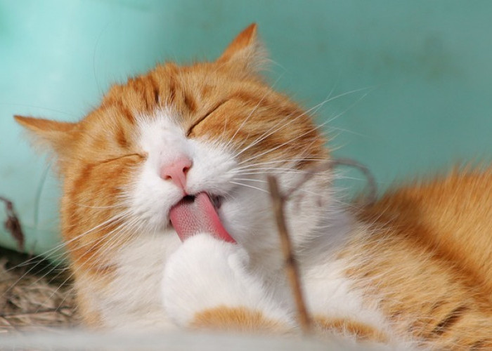 10 Foto Kucing Lucu nan Menggemaskan, Bikin Sehat Lho Ngeliatnya
