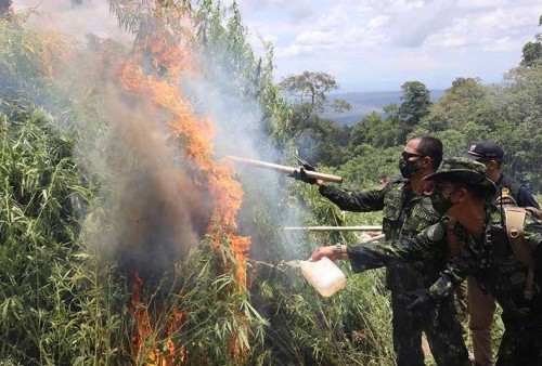 Dua Hektare Ladang Ganja di Aceh Dibakar, Berat Total Mencapai 10 Ton