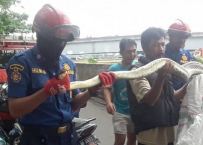 Kaget! Ada Ular di Pembuangan Sampah Jalan Tomang Banjir Kanal Jakarta Barat