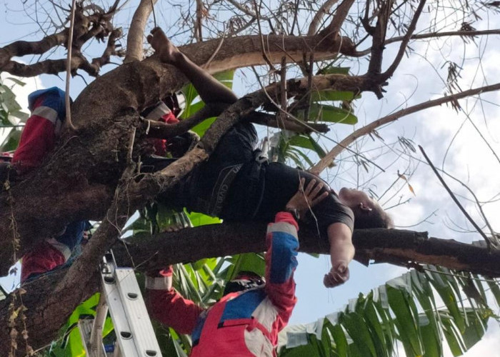 Kok Bisa, Pria Ini Tidur Pulas di Atas Pohon Sampai Harus Dievakuasi Petugas Damkar