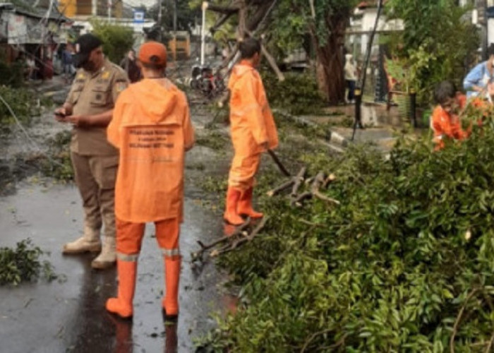 Pohon Tumbang Incar Kabel Listrik hingga Rumah Warga DKI Jakarta