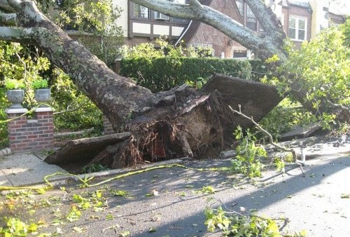Pohon Setinggi 10 Meter di Kampung Cipetir Tumbang, Pengendara Motor Dilaporkan Tewas Tertimpa