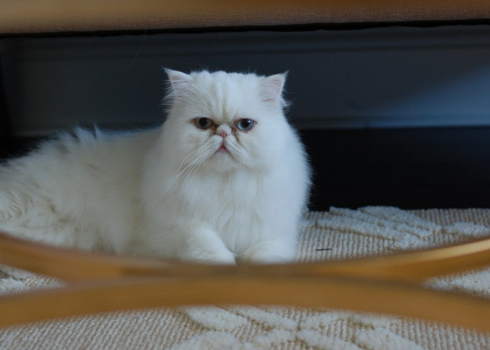 Yuk Kenali Jenis Kucing Persia Lengkap dengan Cara Merawatnya