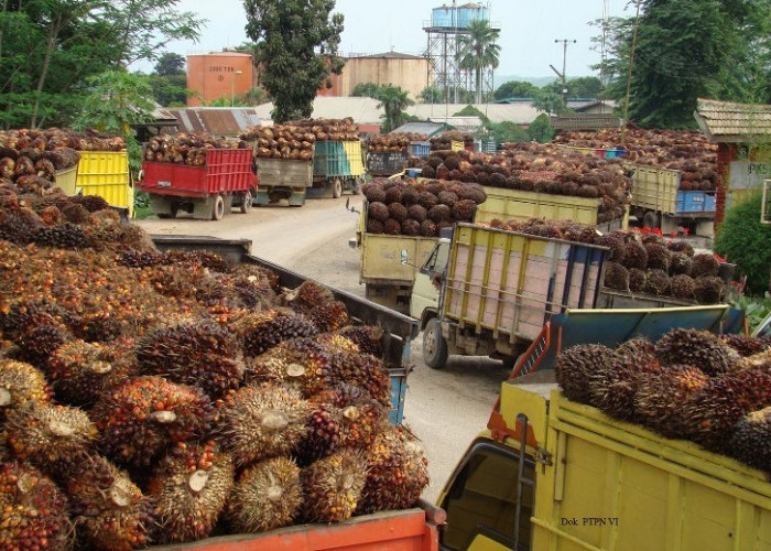 Kasus Korupsi Izin Ekspor CPO, Dirut PT Permata Hijau Palm Oleo Diperiksa Penyidik Kejagung