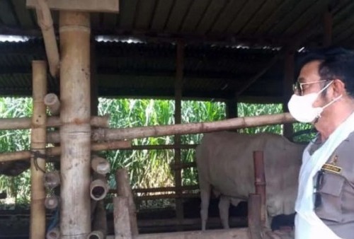 Cegah Wabah PMK, Mentan Syahrul Yasin Limpo Siapkan 800 Ribu Dosis Vaksin di Sukoharjo