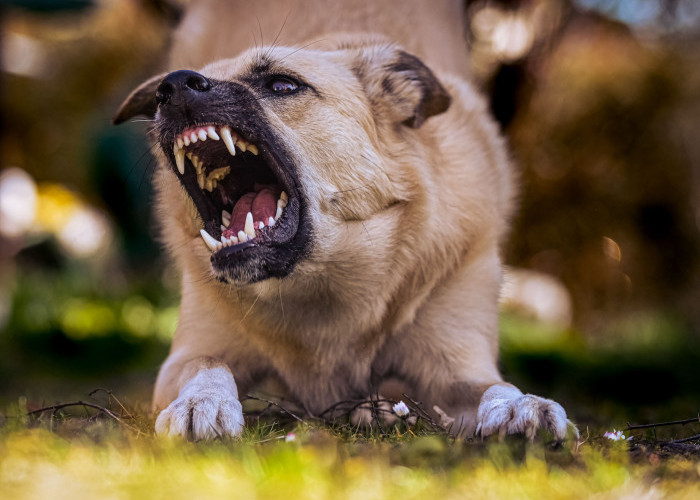 Penyebab Anjing Rabies, Pemilik Hewan Peliharaan Wajib Tau
