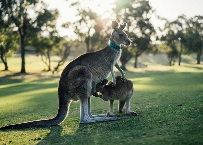 Pro-Kontra Pemusnahan Kanguru di Australia, Populasi Berlebihan hingga Ancam Spesies Lain