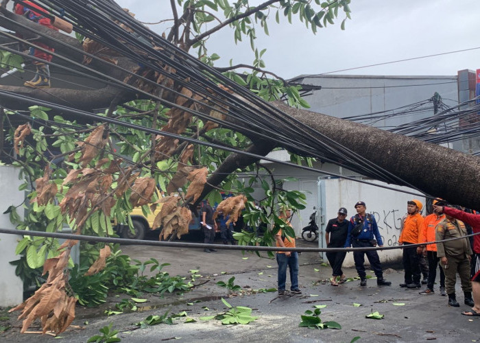 Pohon Tumbang Hampir Menimpa Kendaraan di Jatiasih Kota Bekasi, Imbas Hujan Deras dan Angin Kencang