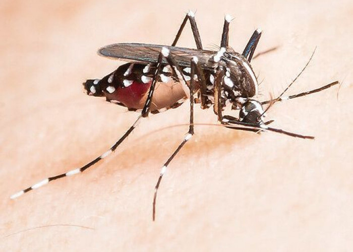 Kenali Tanda-Tanda Terjangkit Penyakit Cikungunya pada Orang Dewasa, Waspada! 