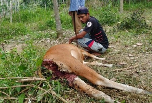 Bikin Ngeri! 4.221 Ternak di Mataram Berpotensi Terserang PMK, Jangan Beli ternak Sapi Sakit dari Mana Saja