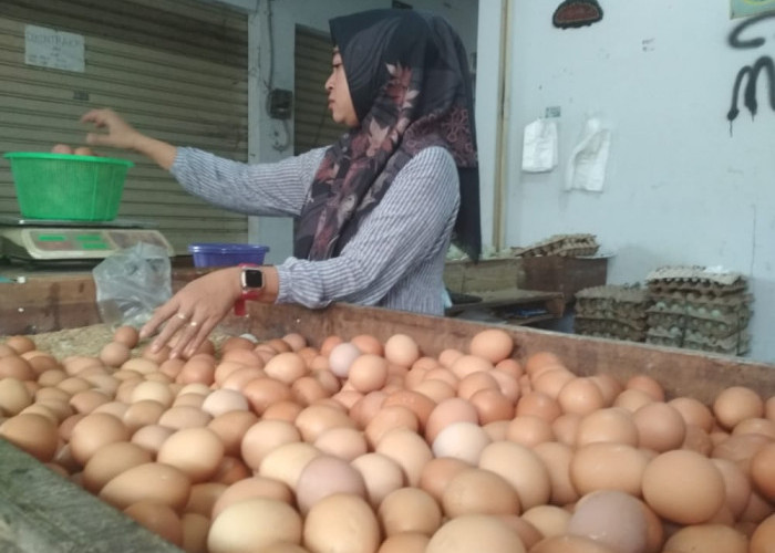 Harga Telur Ayam Hari Ini Mulai Turun 