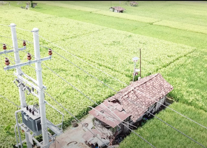 Panen Raya Sukses, Program Electrifying Agriculture PLN Mampu Tingkatkan Produktivitas Pertanian Padi di Ponorogo