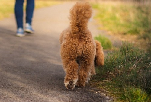 Anjing Lucu Bernama Smudge Ini Selamatkan Nyawa Pemiliknya yang Punya Diabetes